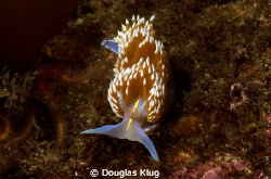 Neon Cold. A Hermissenda nudibranch at Anacapa Island. Sh... by Douglas Klug 
